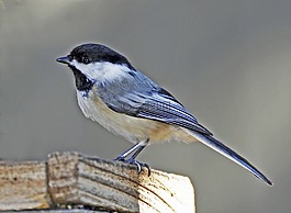 藍(lán)鳥,鳥,春