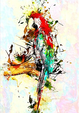鳥,鸚鵡,動(dòng)物