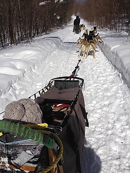雪橇,赫斯基,雪