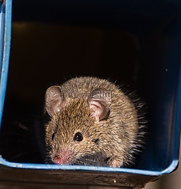 的antechinus,鼠标有袋动物,有袋动物