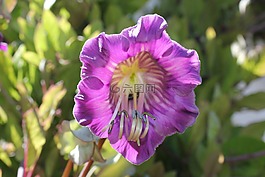 貝爾藤,開花,登山者