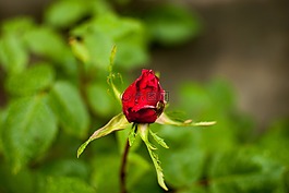 玫瑰,花,玫瑰花朵