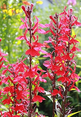 紅花期株,紅色,關閉