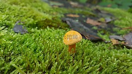 蘑菇,森林,一个人