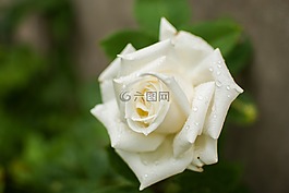 白色的玫瑰,玫瑰,花