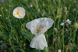 特寫,白色的罌粟花,白色的花