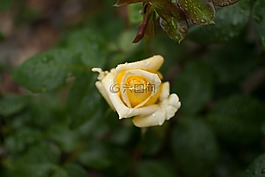 黃玫瑰,玫瑰,花
