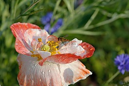 花飛,性質,夏季