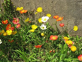 鮮花,春天,大自然