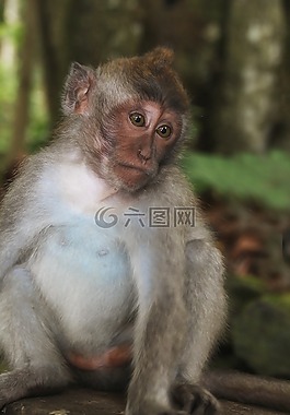 巴厘島,猴子,情感