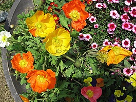 鮮花,春天,大自然