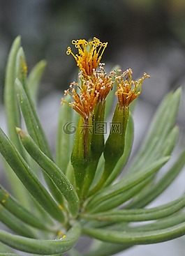 kleinia petraea,花,植物