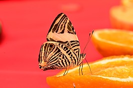 蝴蝶,斑馬,鑲嵌
