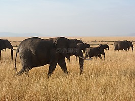大象,非洲,野生動物
