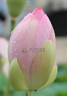 花,性質(zhì),花園