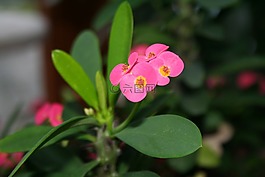 粉紅色的花,刺,性質