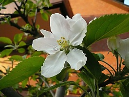 蘋(píng)果花,蘋(píng)果樹(shù),白色的花