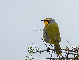 鳥,豐富多彩,黃色