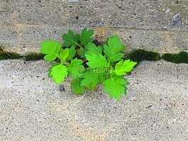 雜草,小葉子,綠色