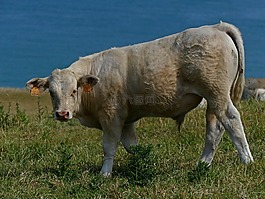 男孩,牛肉,動(dòng)物