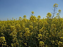 油菜,性質(zhì),黃色