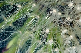 蒲公英,花卉,鮮花