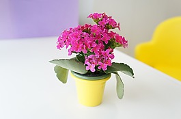 花,粉紅色,花瓶