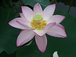 湖,蓮花,夏季