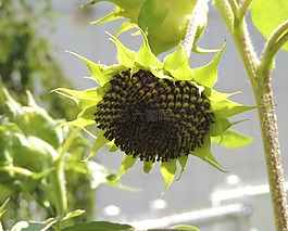 太陽花,空,鮮花