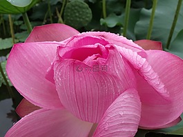 蓮花,夏季,湖