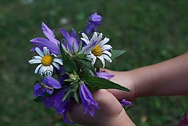 鮮花,斯特勞斯,紫