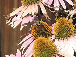 蜜蜂,昆蟲,花粉