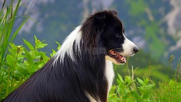 狗,英国牧羊犬,边境牧羊犬
