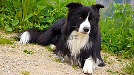 狗,邊框,牧羊犬