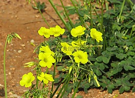 allamanda,黃色花,植物