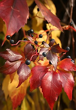 秋,dzikiewino,紅色