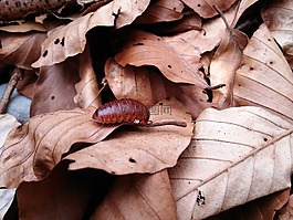 glomeris金边瑞香,叶林,秋
