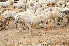 馬匹,群,lipizzan