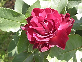 粉色,花,葉