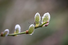 小貓,褪色柳,牧場(chǎng)
