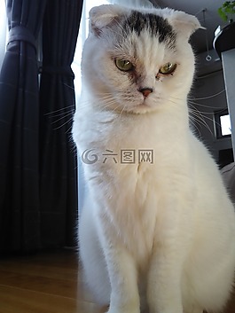 水泡,苏格兰折,猫咪