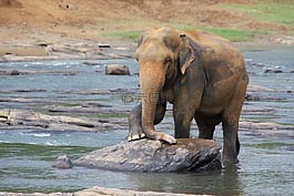 象,動物,水