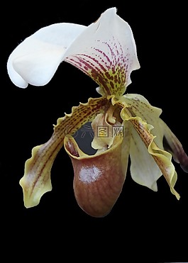 orquidea,鮮花,拖鞋
