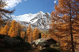 性質(zhì),木,景觀
