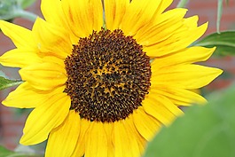 太陽花,花,開花