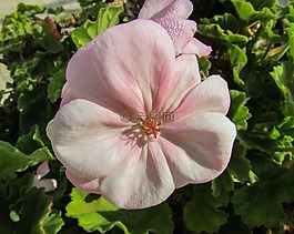 天竺葵,花,塞浦路斯