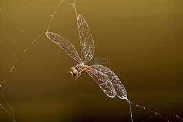 蜻蜓,昆蟲,蜘蛛 web
