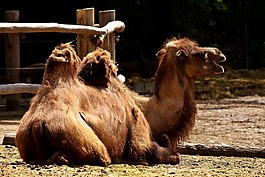 駱駝,動物園,動物