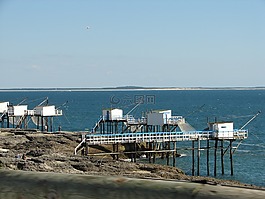 鰈魚,海,凈額