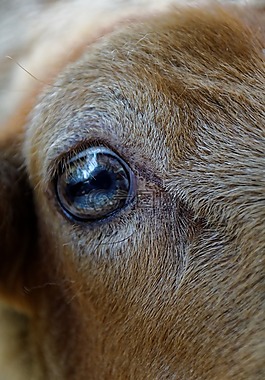羊,眼,動物